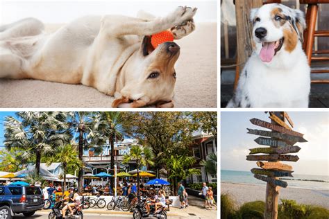 Best Dog Friendly Vacations In The Usa Dog Friendly Town