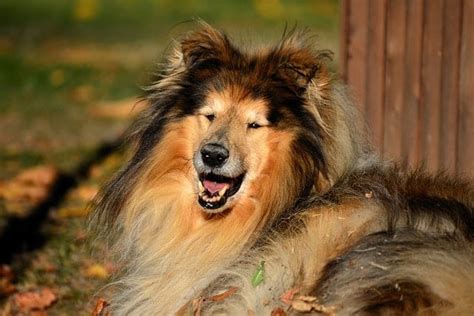 31 Big And Fluffy Dog Breeds Youll Want To Hug