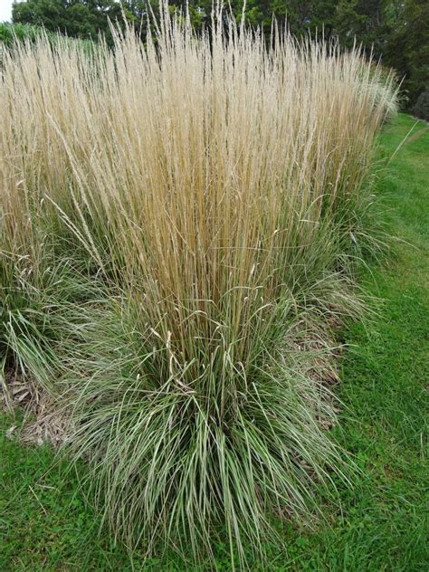 Grass Feather Reed Avalanche Campbells Nursery