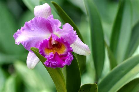 How to take care of orchid flowers. How to Take Care of Orchids After Flowering? Read This to ...