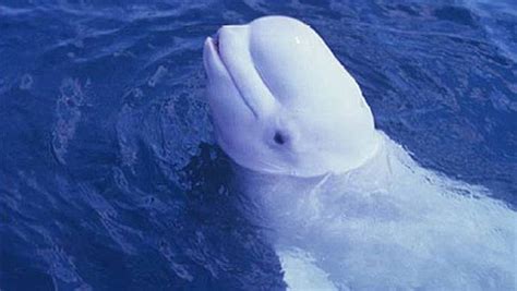 Whale Mimics Human Speech Constantine Alexanders Journal