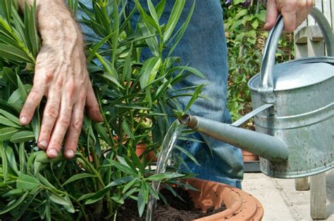 Oleander How To Care For Plant Grow And Prune Oleanders Bbc