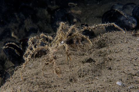 Il granchio (granchida mordecans) è un simpatico animaletto acquatico che, puntualmente, si troverà nello spazio compreso tra il vostro piede e la sabbia. Sub Rimini "Gian Neri" | Il granchio ragno ci aspetta sul ...