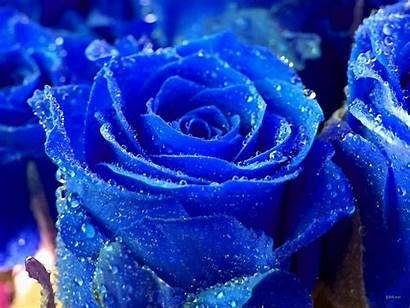 Royal Flowers Roses Desktop Backgrounds Wallpapers Hearts