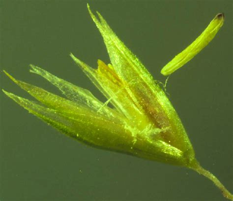 Koeleria Macrantha The Spikelet Comprises Glumes That Are Flickr