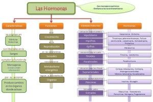 Mapa Conceptual De Glandulas Endocrinas Xili