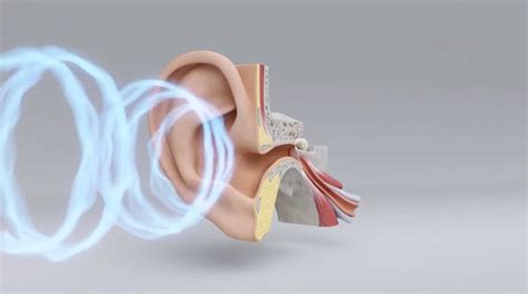 Your Ear And Hearing Health Miracle Ear