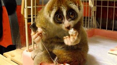 Youtube videos show pet lorises. The slow loris pet trade isn't shown in cute viral videos ...