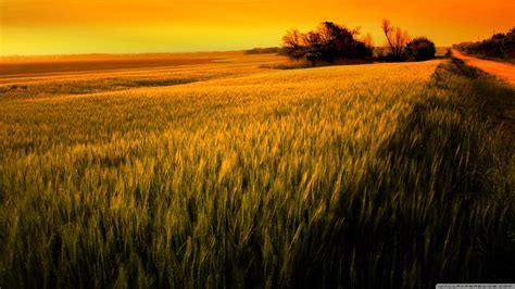 Sunset Over The Field Wallpapers Wallpaper Cave