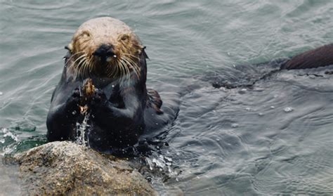 Researchers Discover That Sea Otters Leave Behind Archaeological