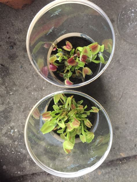 You can plant venus fly traps in an orchard if you have the seeds. How should I repot & care for these Venus fly traps? I ...