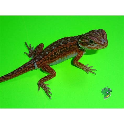 Red Hypo Dunner Bearded Dragon Baby Strictly Reptiles Inc