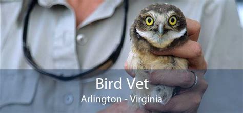 Bird Vet Arlington Emergency Exotic Avian Vet Near Me