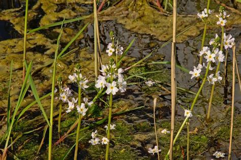 Scegli la consegna gratis per riparmiare di più. Fiori Acquatici Al Isla De Las Flores Sul Fiume Dulce Vicino A Livin Immagine Stock - Immagine ...