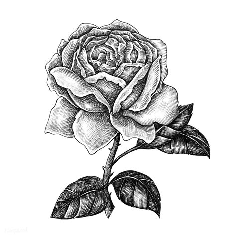 Hand Drawn Blooming Rose Isolated Free Image By How To