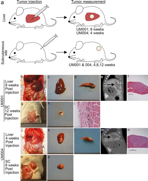 A Schematic Overview Of Liver And Subcutaneous Tumor Implantation By
