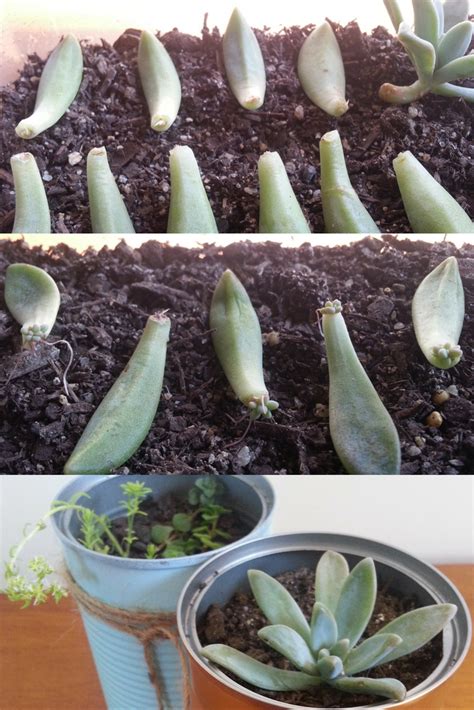 Learn How To Grow Succulents In 4 Easy Steps Propagating Succulents