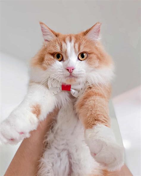 Maine Coon Ragdoll Mix Info Pictures Facts Faqs And More