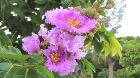 Colorful Flowering Trees In Southwest Florida Florida Landscaping Today