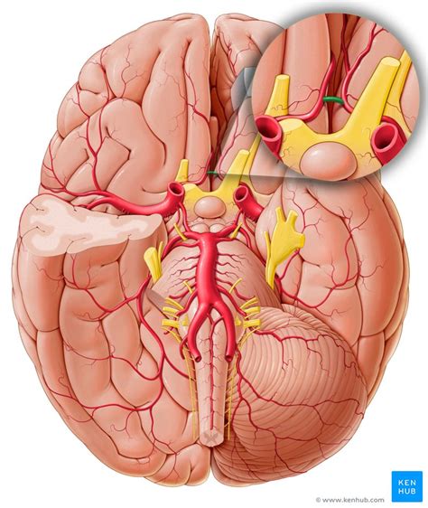 Arteria Cerebri Anterior Anatomie Segmente Klinik Kenhub My Xxx Hot Girl