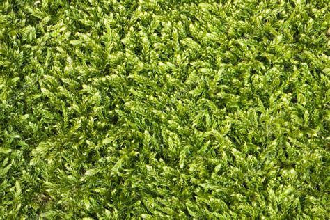 Moss Texture — Stock Photo © Vtorous 4292494
