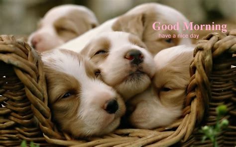 Good Morning Puppy Images Good Morning Beautiful Cat Images Cute