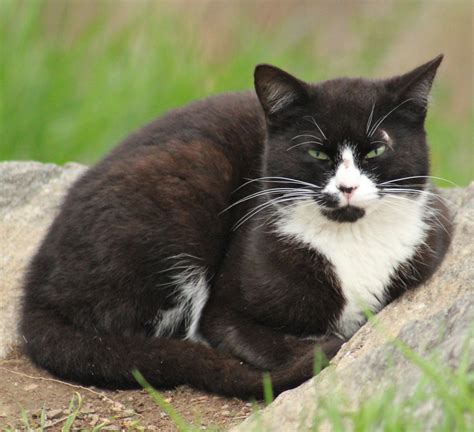 Black White Feral Cat In Morningside Park Harry Shuldman Flickr