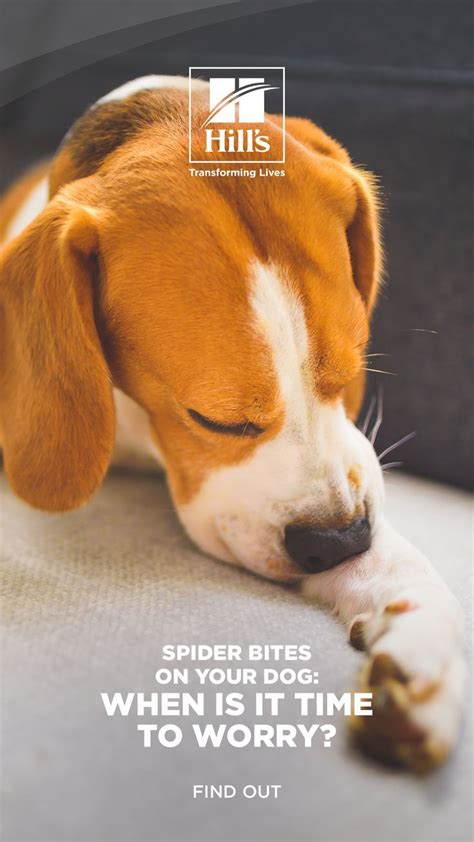 Most Spider Bites On Dogs Only Cause Localized Redness And Swelling And