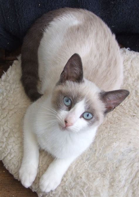 Best Photos And Images Ideas About Siamese Cat Most Affectionate Cat