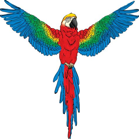 Parrot Flying Drawing At Getdrawings Free Download
