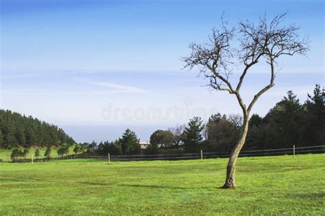 Isolated Tree Stock Photo Image Of Nature Ecosystem 30995152