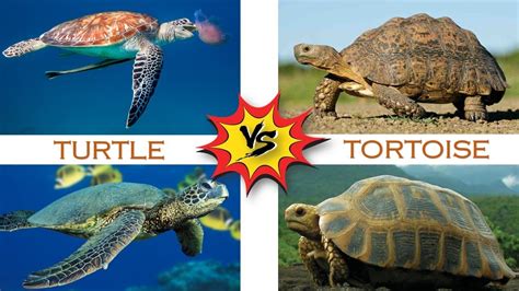 Turtle Vs Tortoise Reptile Shelled Reptiles Youtube