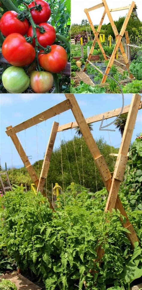 Best Ways To Building Diy Trellis For Veggies And Fruits Tomato