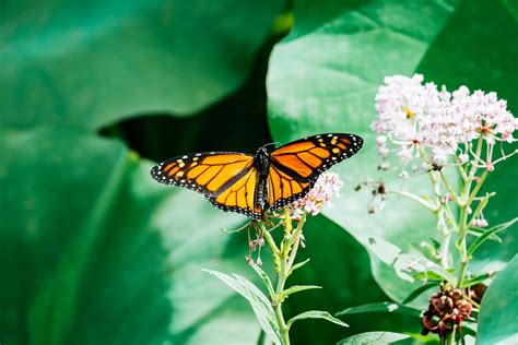 Butterfly Flying Pictures Download Free Images On Unsplash
