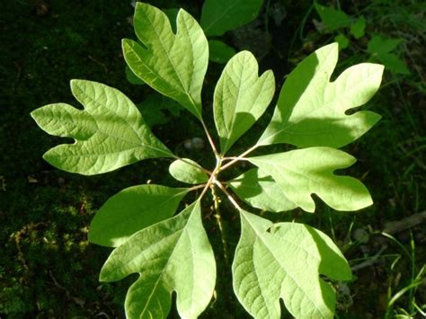 Hours may change under current circumstances Sassafras albidum