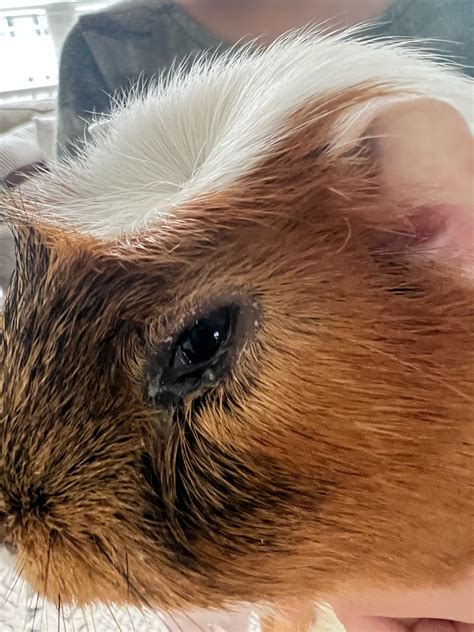 Guinea Pig With Either An Eye Scratch Or Infection Maybe Last Night