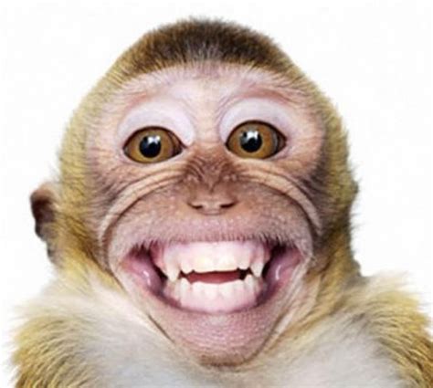 Funny Monkey Png Hd Transparent Funny Monkey Hdpng Images Pluspng