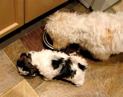 My Shih Tzu Billy Right And His Daughter Khloe Eating Together