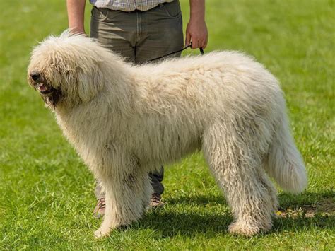 20 Shaggy Dog Breeds With Some Seriously Big Hair Always Pets