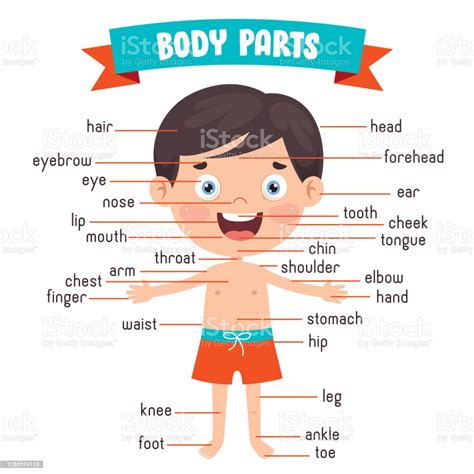 Funny Child Showing Human Body Parts Stock Illustration Download