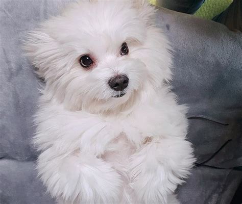 14 Fluffy Facts About Adorable Maltese Dogs Petpress