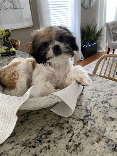 Hours may change under current circumstances Shih Tzu puppy dog for sale in Lawrence, Massachusetts