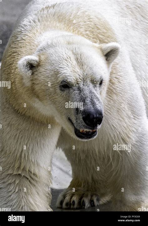 Eisbaer Hi Res Stock Photography And Images Alamy