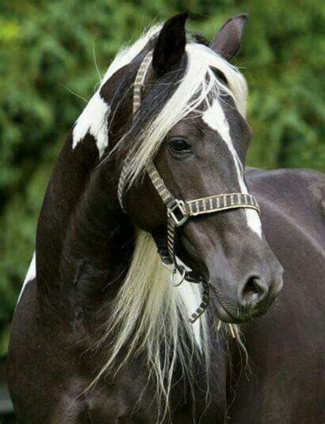 Really Pretty Horse Face Black And White Gorgeous Markings Horses And