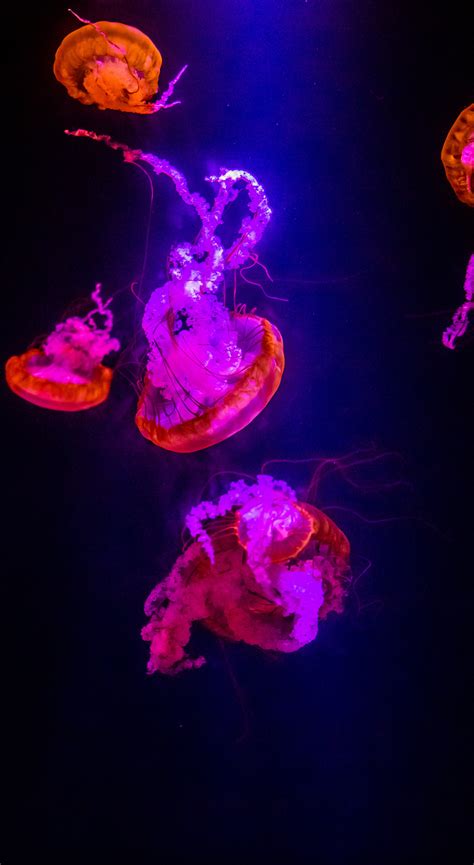 Download 1440x2630 Wallpaper Jellyfish Underwater Orange Glow Pink
