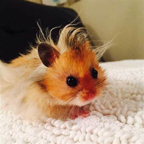 √ 6 Types Of Most Popular Hamster Breeds With Images Cute Animals