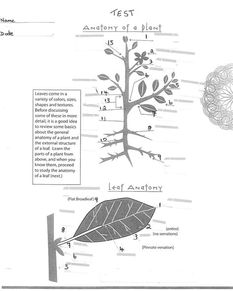 Plant Anatomy Test Part 2 Diagram Quizlet