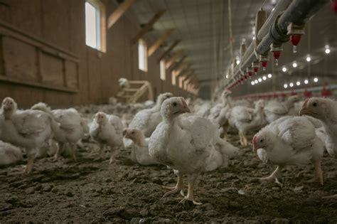 Large Poultry Farms Are Animals And Farmers Treated Fairly Agdaily