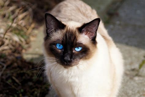 Best Siamese Cat Breed Guide History Health And Care