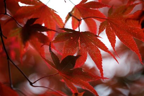 Red Maple Leaves Stock Image Image Of Autumn Foliage 45741475